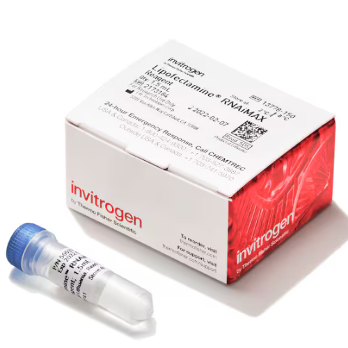 Thermo赛默飞Lipofectamine RNAiMAX 转染试剂13778150