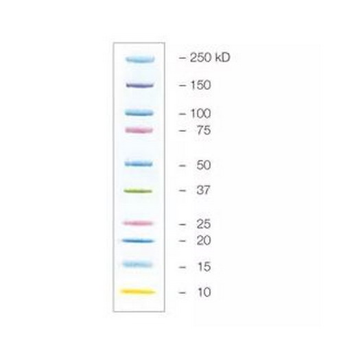 伯乐Precision Plus Protein Kaleidoscope 蓝色预染蛋白marker 1610375/1610395