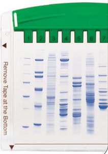 Bio-rad美国伯乐Mini-PROTEAN Tetra Cell小型垂直电泳槽，1-2块，厚0.75mm凝胶1658002