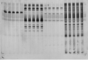 Bio-rad Mini Trans-Blot Module美国电泳转印芯模块1703935