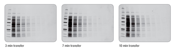 BIO-RAD Trans-Blot®Turbo美国伯乐*型蛋白转印系统1704150