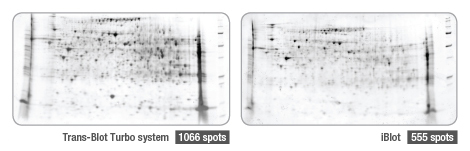 BIO-RAD Trans-Blot®Turbo美国伯乐*型蛋白转印系统1704150