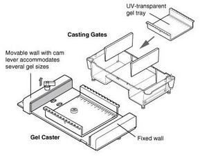 Bio-rad美国伯乐小型水平电泳槽Mini-Sub Cell GT Cell1704467