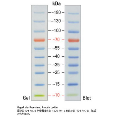 Thermo 预染蛋白marker26616_26617