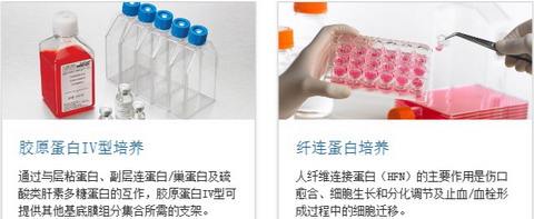 BD BioCoat包被细胞培养瓶