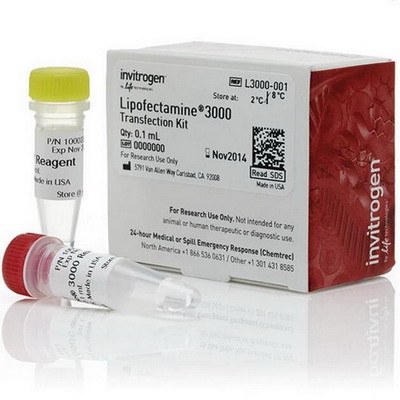 Thermo Life Lipofectamine® 3000转染试剂L3000001