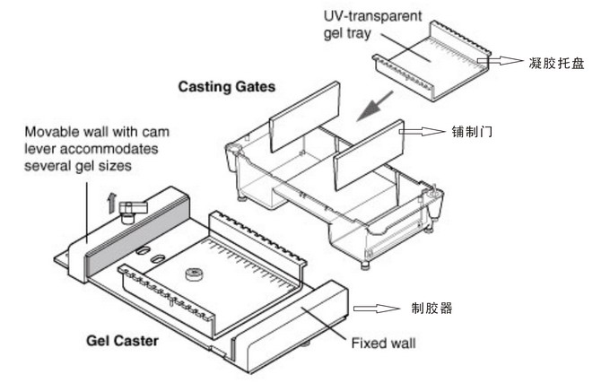 美国Bio-rad伯乐Sub-Cell Model 96水平型电泳槽