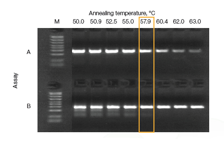 Bio-rad伯T100 PCR仪，1861096梯度pcr