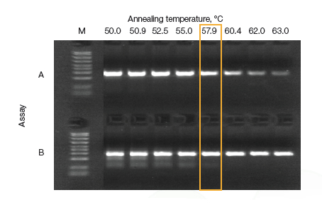 Bio-radT100 PCRǣ1861096ݶpcr