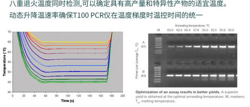 美国Bio-rad伯乐T100 PCR仪，进口梯度pcr